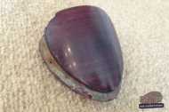 Beetle Heart Tail Light Lens