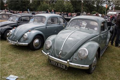 Oval Beetles at Bad Camberg 2015 - IMG_4003.jpg