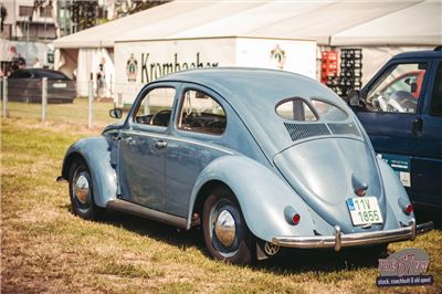 Split Window Beetle at Bad Camberg 2019 - IMG_0577.jpg