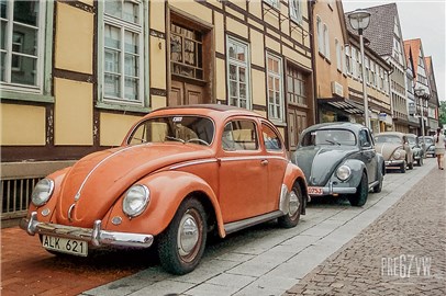 Oval Beetles at Hessisch-Oldendorf 2005 - 000_0017.jpg