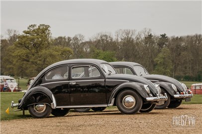 Oval Window Beetle at Stanford Hall 08 - IMG_5100.jpg