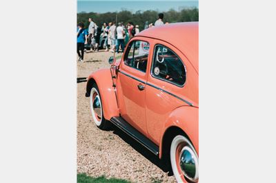 Oval Beetle at Stanford Hall 2018 - IMG_7421.jpg