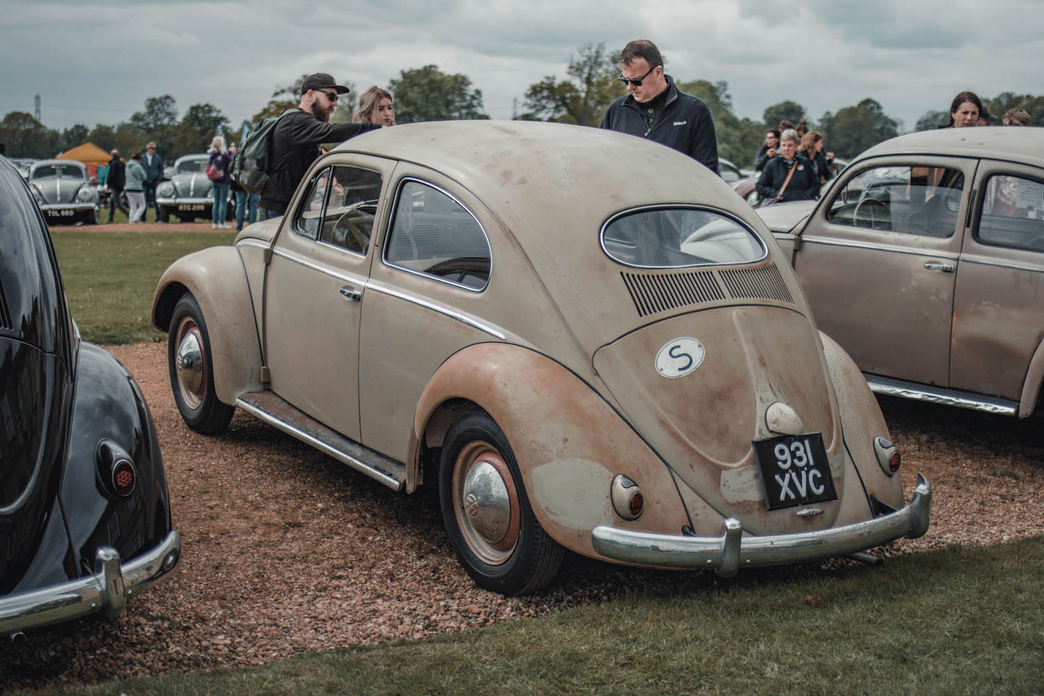 Oval Window Beetle at Stanford Hall 2019