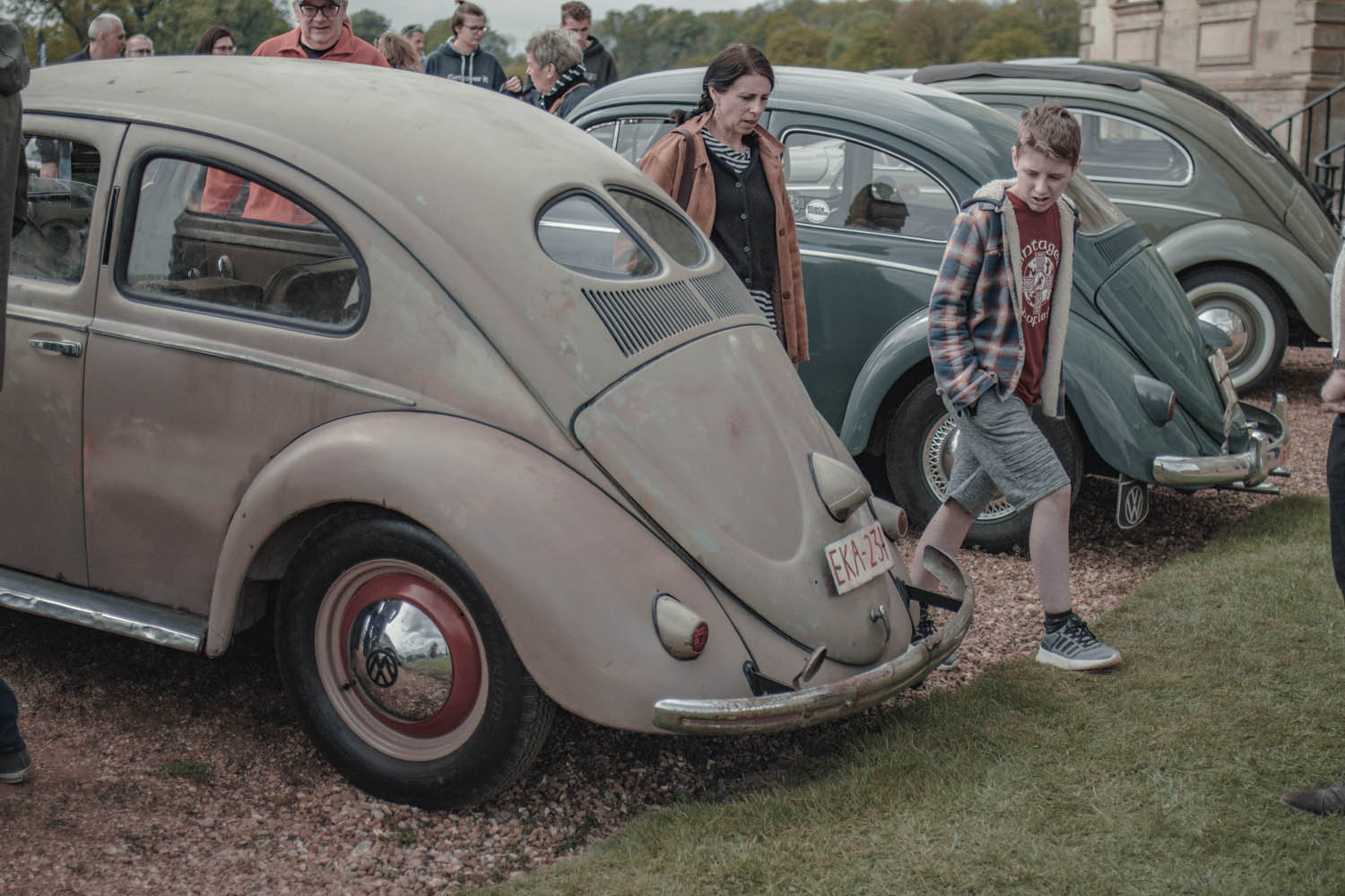 Split Window Beetle at Stanford Hall 2019