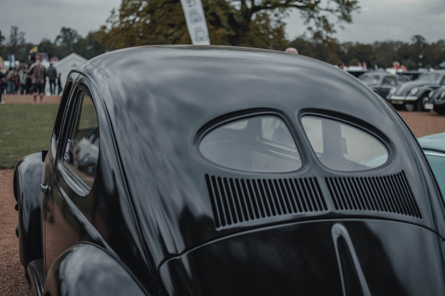 Split Window Beetle at Stanford Hall 2019