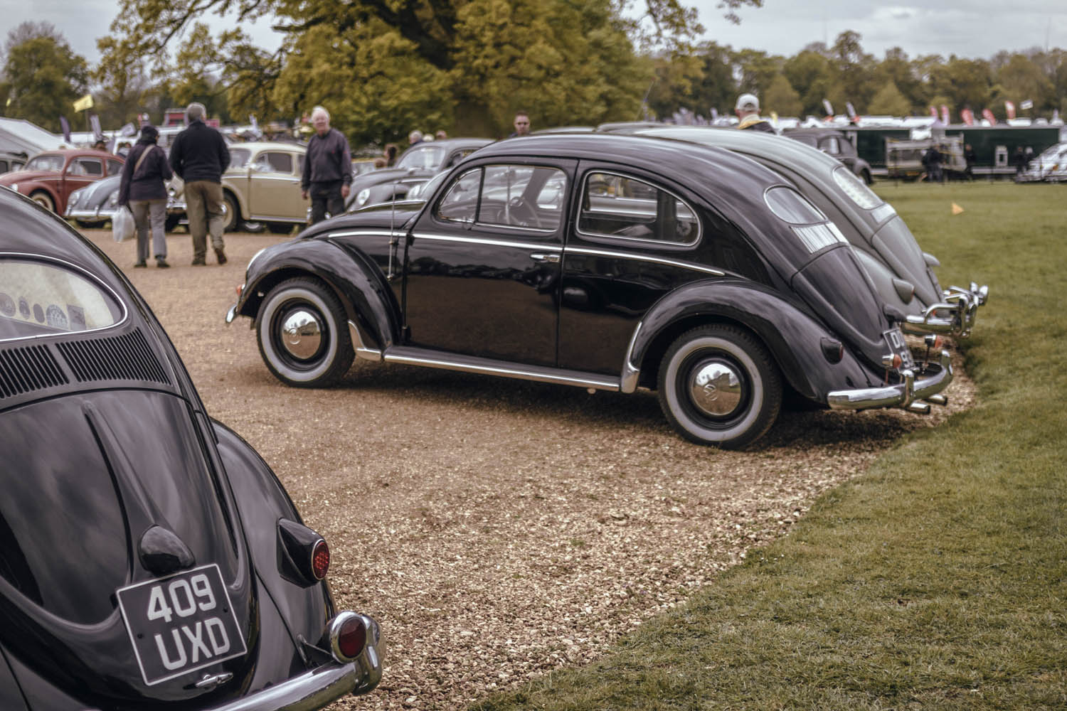 Oval Window Beetle at Stanford Hall 2019
