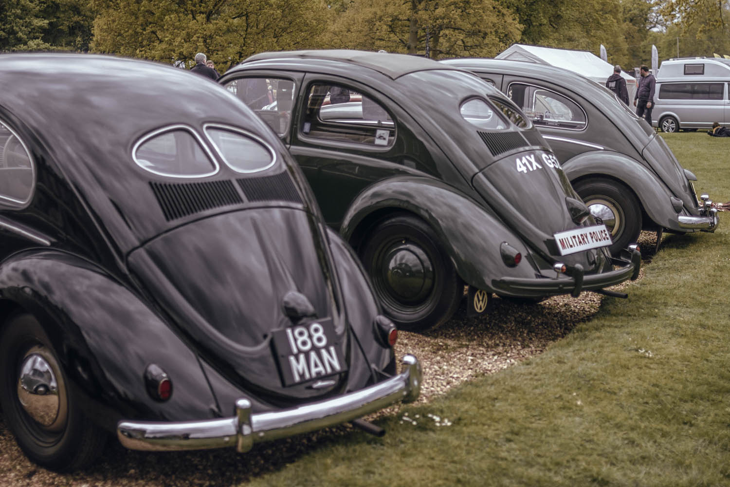 Split Window Beetles at Stanford Hall 2019