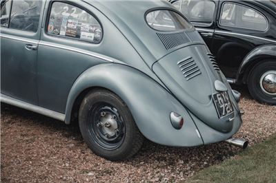 Oval Window Beetle at Stanford Hall 2019 - IMG_9957.jpg