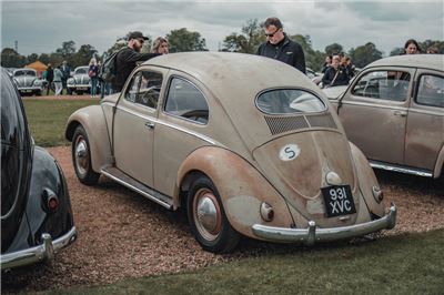 Oval Window Beetle at Stanford Hall 2019 - IMG_9959.jpg