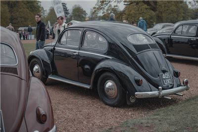 Oval Window Beetle at Stanford Hall 2019 - IMG_9973.jpg