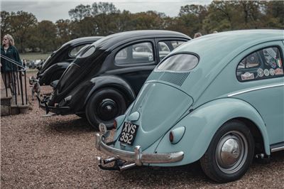 Oval Window Beetle at Stanford Hall 2019 - IMG_9974.jpg