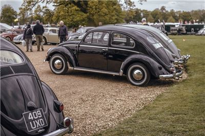 Oval Window Beetle at Stanford Hall 2019 - IMG_9975.jpg