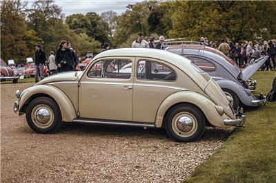 Oval Window Beetle at Stanford Hall 2019 - IMG_9979.jpg